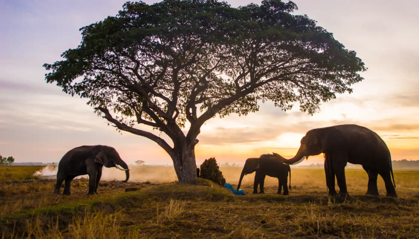 /GPS-technology-to-address-Human-Elephant-conflict