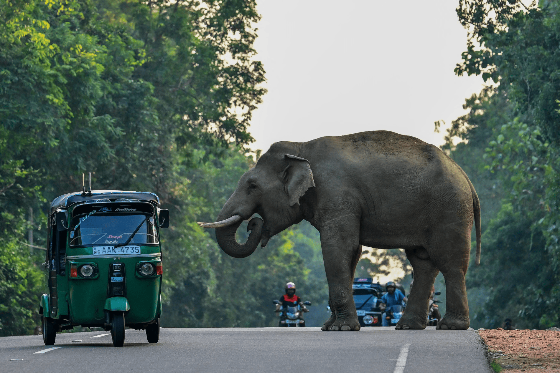 rickshaw-elephant-habarana-scene