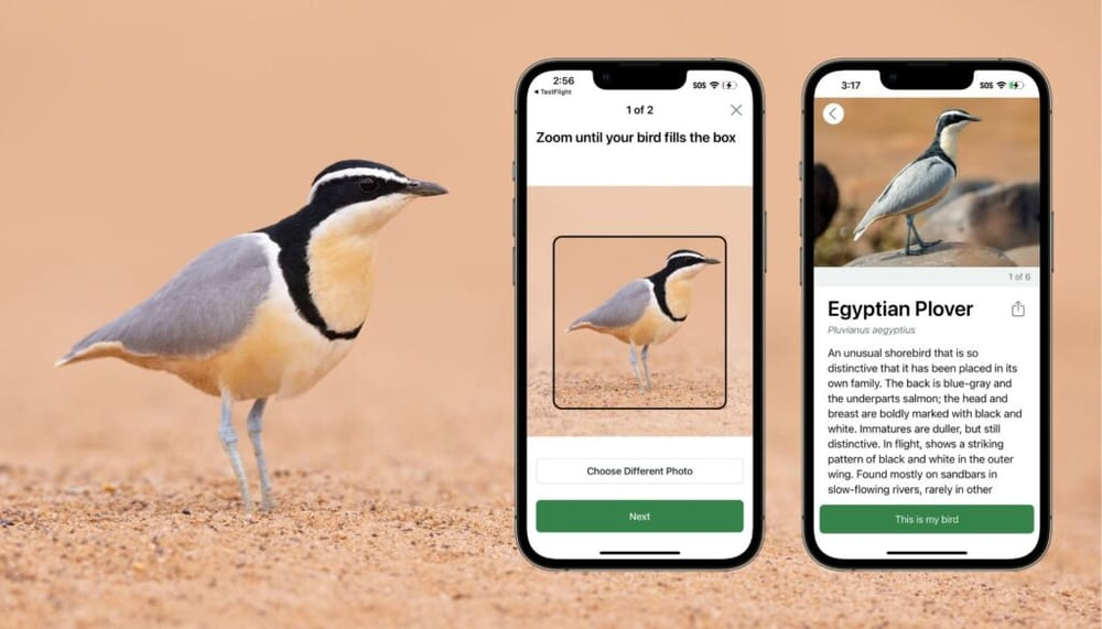 Merlin’s Photo ID feature - Merlin