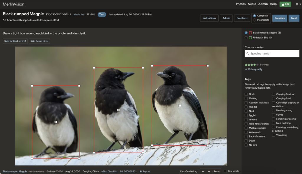 These Black-rumped Magpies are annotated with red boxes. Every identifiable bird in each photo gets annotated, including blurry-but-identifiable individuals like the bird on the left in this photo.
