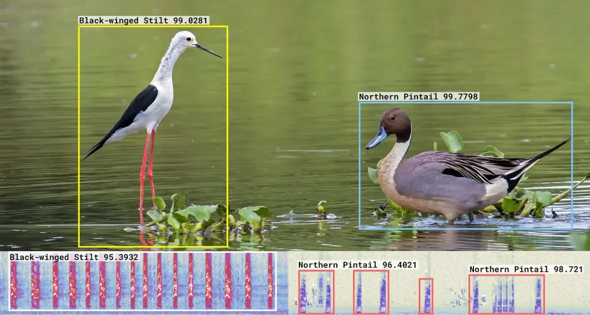 showcasing both visual recognition of a Black-winged Stilt and Northern Pintail, and acoustic analysis of their calls