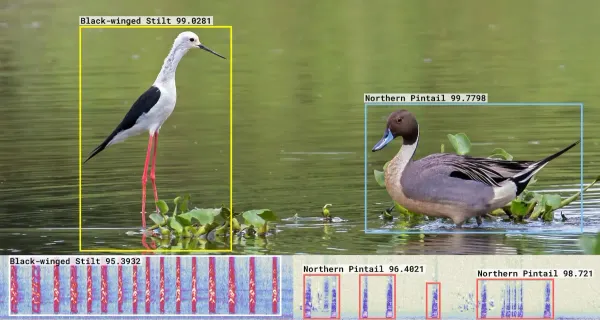 showcasing both visual recognition of a Black-winged Stilt and Northern Pintail, and acoustic analysis of their calls