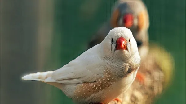 කුරුල්ලන් පාන්දරින්ම ගී ගයන රහස විද්‍යාඥයින් අනාවරණය කර ගනියි